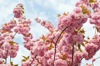 美丽的粉红色的樱花花樱桃开花春天蓝色的天空健美的图像太阳泄漏