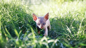 小加拿大sphynx小猫偷偷相机高草攻击