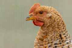 详细的棕色（的）鸡头关闭可见面部详细的眼睛羽毛