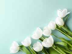 白色郁金香薄荷背景美丽的花平铺背景自然
