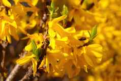黄色的盛开的连翘公园春天美丽的颜色趋势一年