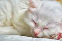 白色土耳其安哥拉山羊毛小猫睡觉特写镜头颜色