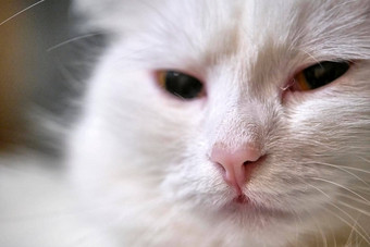 白色猫的脸特写镜头颜色模糊背景