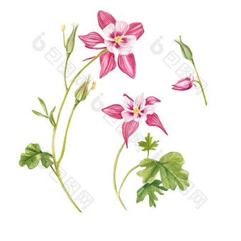 粉红色的耧斗菜花手绘异国情调的植物水彩集花叶子手绘花插图孤立的白色背景植物合适的设计明信片