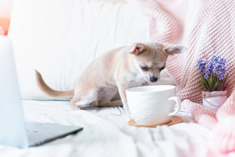 吉娃娃狗覆盖扔毯子杯热茶咖啡