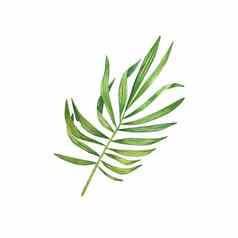 异国情调的绿色植物水彩热带叶子棕榈叶竹子孤立的白色背景合适的设计邀请壁纸婚礼包装植物插图