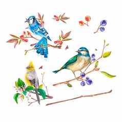 鸟画水彩白色背景蓝色的松鸦乳头鸟分支机构水彩插图合适的设计纺织品明信片婚礼邀请包装印刷
