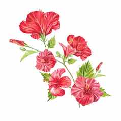 红色的芙蓉花突出显示白色背景水彩热带花现实的色彩斑斓的花束芙蓉植物学异国情调的热带花对象海报明信片设计