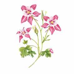 粉红色的耧斗菜花手绘异国情调的植物水彩集花叶子手绘花插图孤立的白色背景植物合适的设计