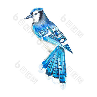 水彩插图蓝色的松鸦孤立的白色背景美丽的蓝色的现实的鸟手绘水彩合适的设计包装明信片邀请小册子