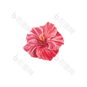 红色的芙蓉花突出显示白色背景水彩热带花现实的色彩斑斓的芙蓉叶子植物学异国情调的热带花对象海报明信片设计