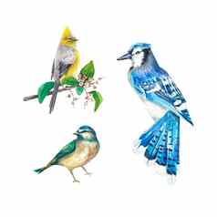 鸟画水彩白色背景蓝色的松鸦乳头集孤立的鸟水彩插图合适的设计纺织品明信片婚礼邀请包装印刷