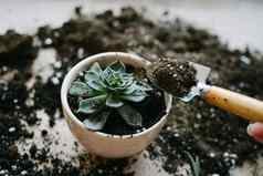 移植植物陶瓷能手抹刀土壤室内植物