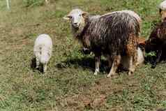 sheeps公羊绿色场农场生产羊毛动物群羊山