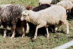 sheeps公羊绿色场农场生产羊毛动物群羊山