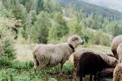 sheeps公羊绿色场农场生产羊毛动物群羊山