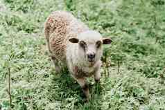 有趣的羊相机绿色场快乐动物美丽的羊毛广告羊毛牛奶奶酪生产sheeps公羊