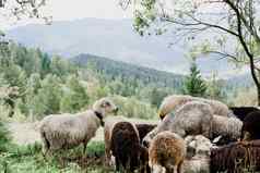 群羊山sheeps公羊绿色场农场生产羊毛动物