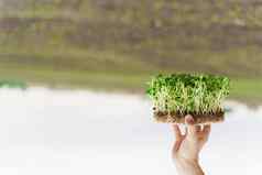 microgreen向日葵种子手有创意的上行照片的想法健康的素食主义者绿色microgreen广告vegeterian食物交付服务