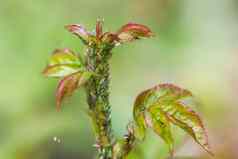 绿色蚜虫玫瑰害虫损害植物传播疾病
