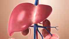 结构人类身体人类器官强调肝