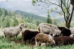 群羊山sheeps公羊绿色场农场生产羊毛动物