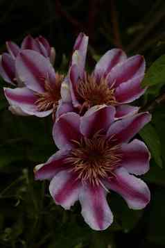 紫色的花开花关闭铁线莲葡萄球菌家庭毛茛科植物高质量大大小打印