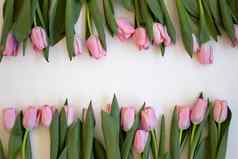 粉红色的郁金香灰色的摘要背景平躺前视图春天概念花催眠药