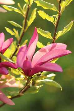 特写镜头粉红色的木兰花在户外春天时间散焦绿色叶子背景浅焦点