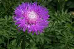 美丽的花小花瓣淡紫色颜色