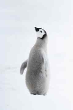 皇帝企鹅小鸡关闭南极洲