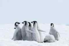 皇帝企鹅小鸡冰南极洲