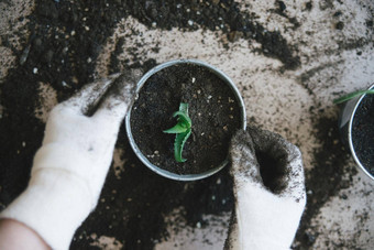 女人手报告房子植物室内照片