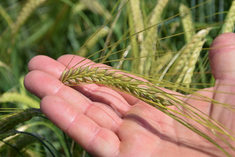 农民持有绿色小麦手
