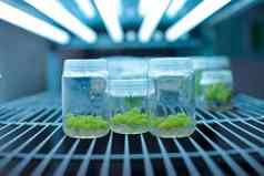 植物愈伤组织组织文化生物学科学植物再生