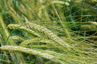 绿色农业场大麦绿色场阳光明媚的绿色作物
