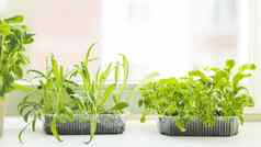 首页园艺幼苗罗勒火箭花能窗台上房间植物重用塑料容器食物浪费概念复制空间
