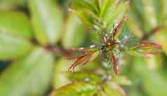 绿色蚜虫玫瑰害虫损害植物传播疾病