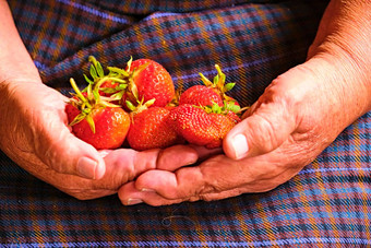 草莓手上了年纪的农民种植护理过程收益率有机草莓新鲜的<strong>清洁卫生</strong>颜色