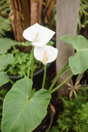 花白色马蹄莲特写镜头温室大各种绿色植物概念种植作物春天