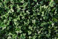 三叶草草叶子绿色新鲜拍摄特写镜头草坪上概念有爱心的环境地球