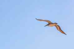飞行鹈鹕鸟蓝色的天空背景常客岛墨西哥