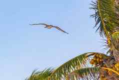 飞行鹈鹕鸟蓝色的天空背景常客岛墨西哥