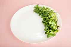 微绿色白色板microgreen向日葵种子健康的食物概念新鲜的花园产品种植有机象征健康维生素自然