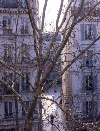 飞机树背景明亮的<strong>巴黎</strong>街