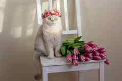 可爱的白色猫皇冠粉红色的花坐在花束粉红色的郁金香光背景
