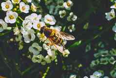 工人蜜蜂收集蜂蜜白色香花