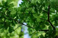绿色叶子橡木树分支机构发光蓝色的天空阳光地球生态植物区系