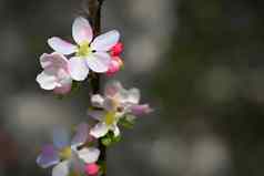 春天背景开花水果树美丽的盛开的苹果树春天时间