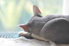 东方短毛猫猫睡觉窗口